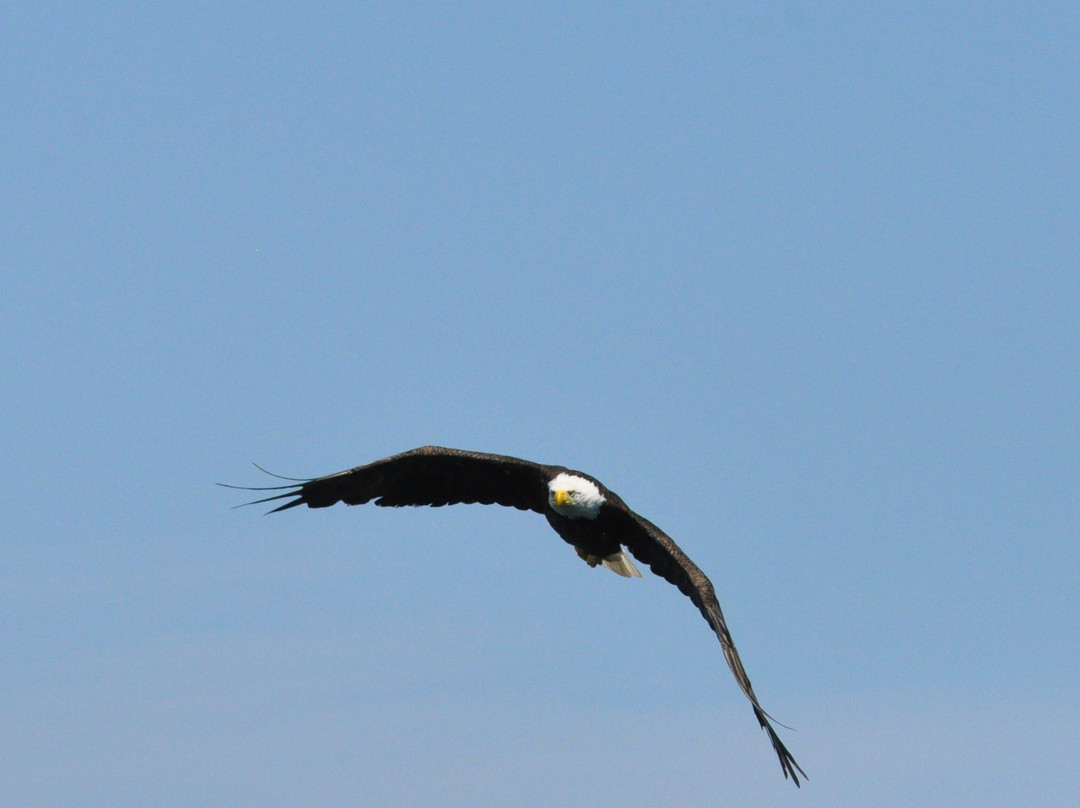 Donelda's Puffin Boat Tours-Englishtown必去景点