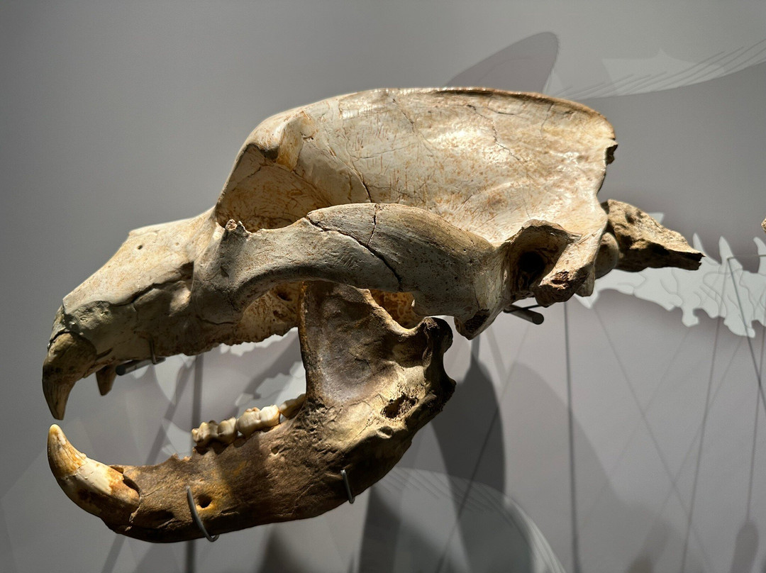 Prehistory and Archaeology Museum of Cantabria-桑坦德必去景点