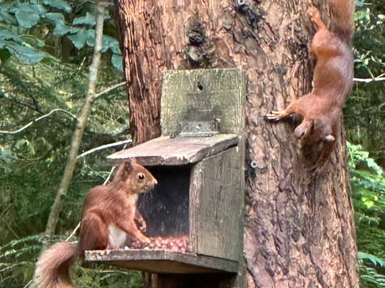 Queen Elizabeth Forest Park-洛蒙德湖与特罗萨克斯山国家公园必去景点
