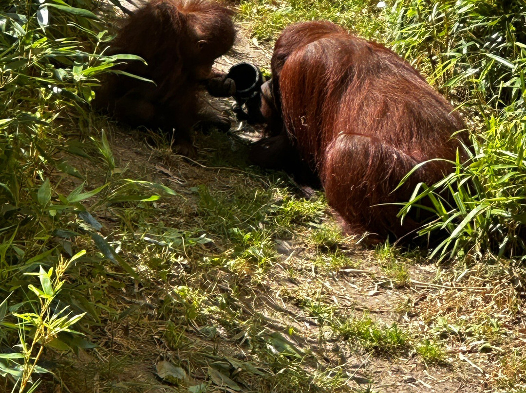 Allwetterzoo Munster-明斯特必去景点