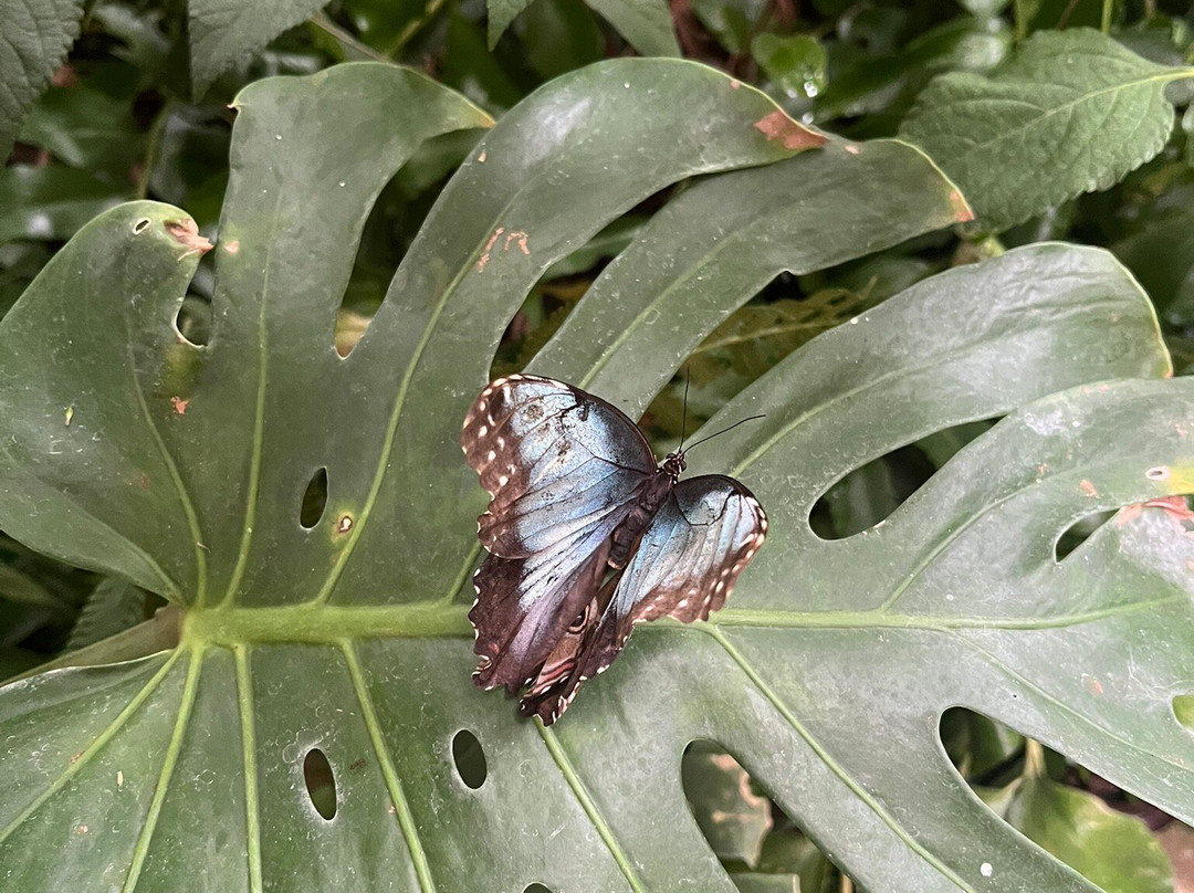 Casa delle Farfalle-Milano Marittima必去景点