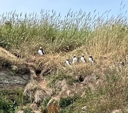 Donelda's Puffin Boat Tours-Englishtown必去景点