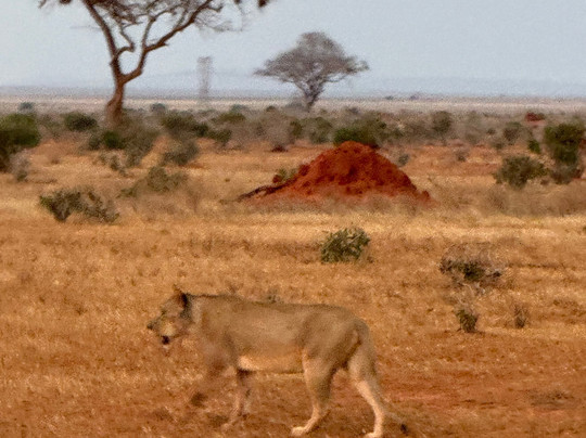 Nemm Tours and Safaris-迪亚尼必去景点