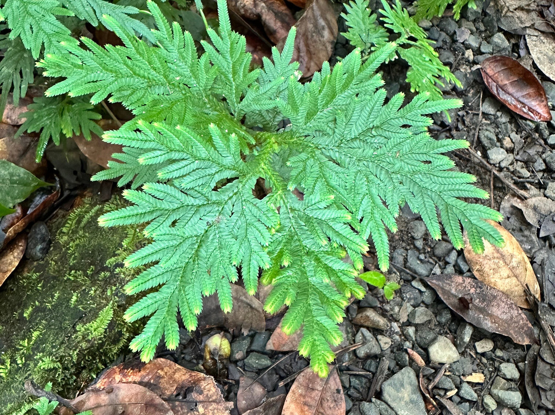 El Yunque Tours-Rio Grande必去景点