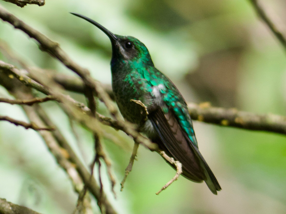 Unique Tours Tobago -Tours-斯卡伯勒必去景点