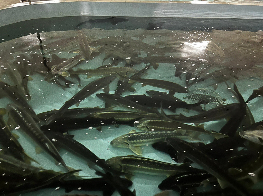 Aquatir Sturgeon Complex-Tiraspolul Nou必去景点