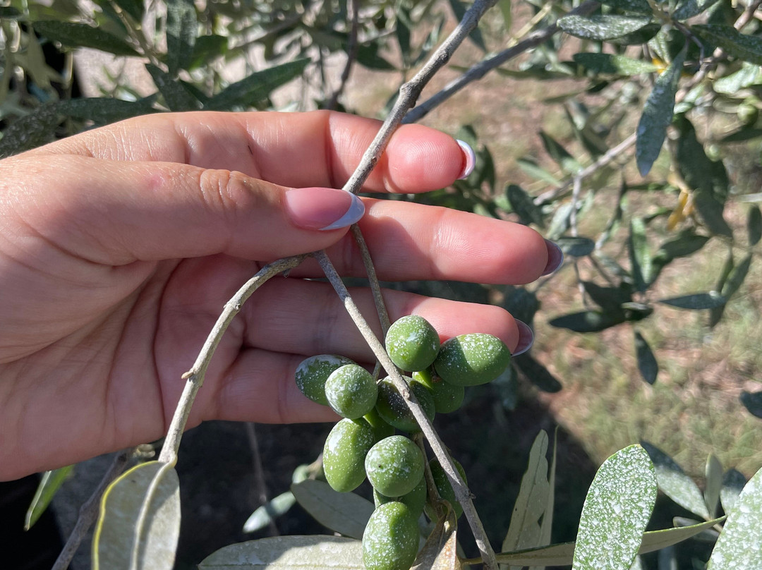 Farma Jola Poljoprivredni Obrt-萨乌德里亚必去景点