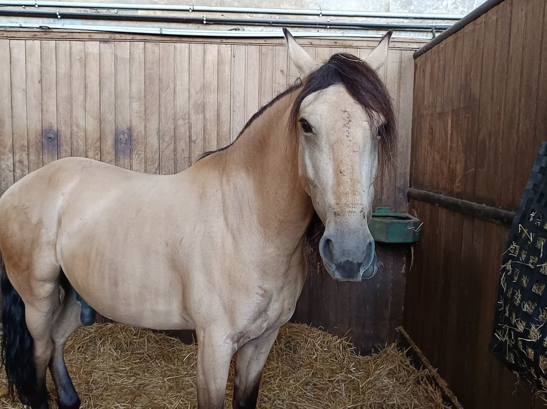 Musée Vivant Du Cheval-尚蒂伊必去景点