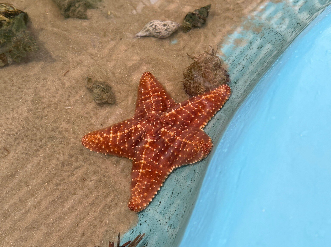 Florida Keys Aquarium Encounters-马拉松必去景点