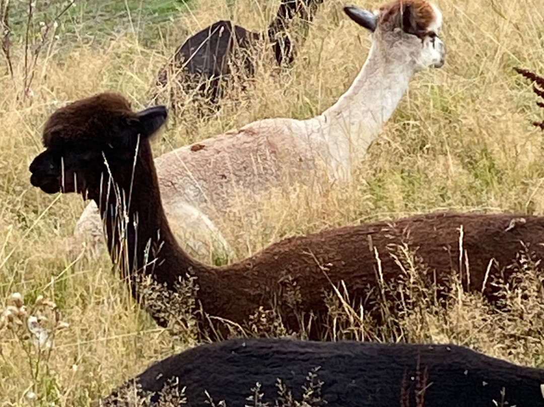 London Alpacas-Epping必去景点