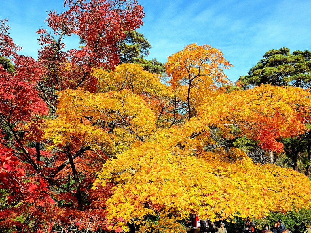 Yahiko Park-弥彦村必去景点