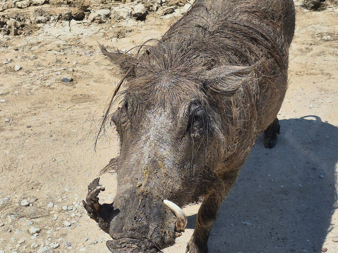 Texas Zoofari Park-Kaufman必去景点