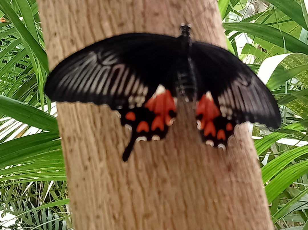 Le Carbet Amazonien-Velleron必去景点