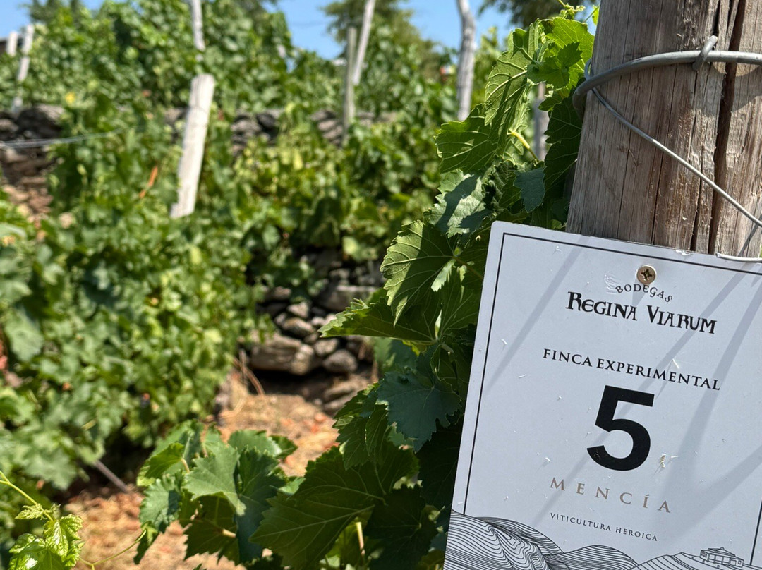 Bodegas Regina Viarum-Sober必去景点
