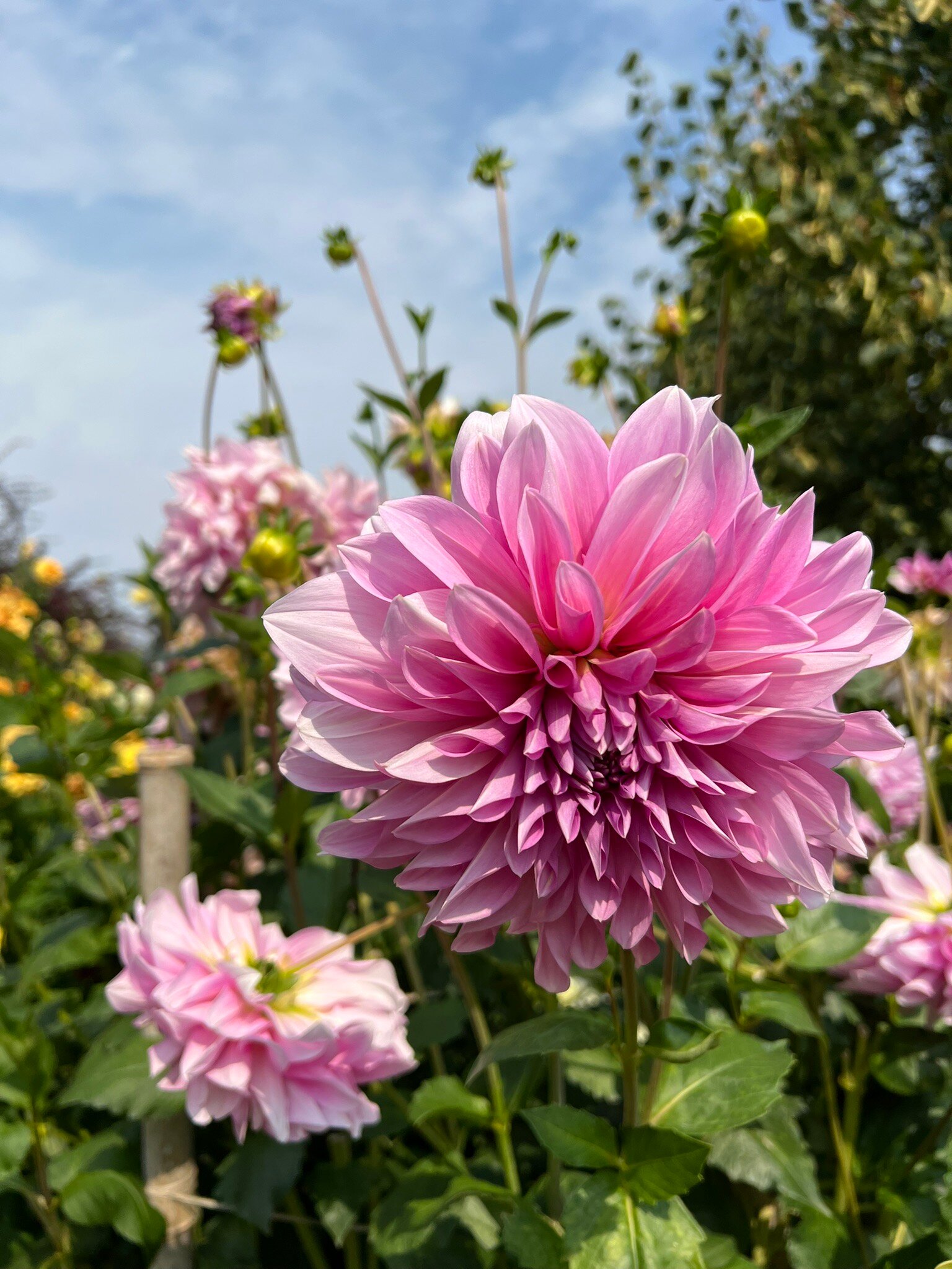 Ashram de Yoga Sivananda-官方