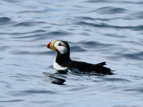 Seacor Tours-苏厄德必去景点