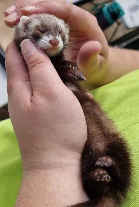 Animalistic Encounters-South Woodham Ferrers必去景点