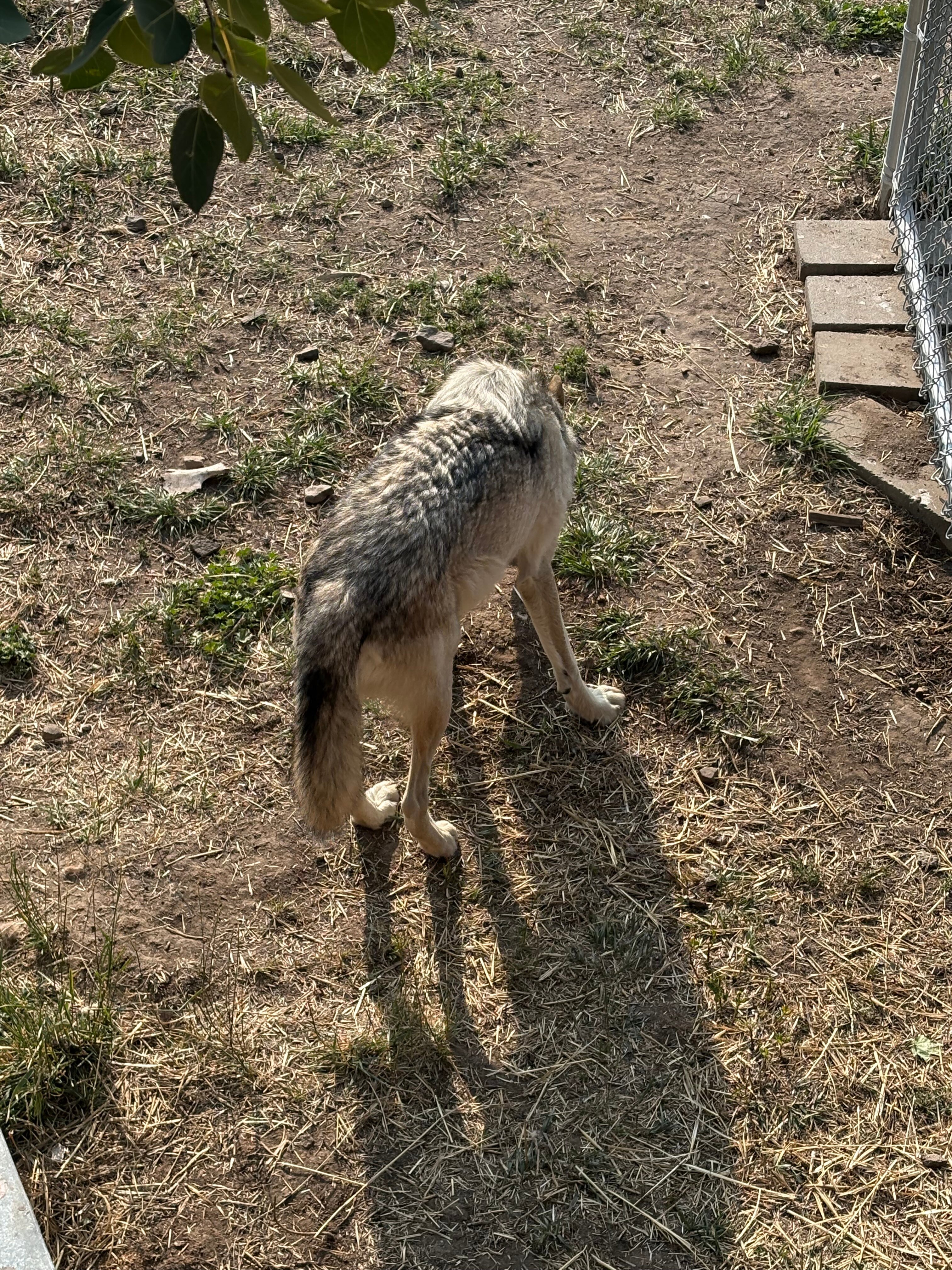 Howlers Inn Bed & Breakfast and Wolf Sanctuary-官方