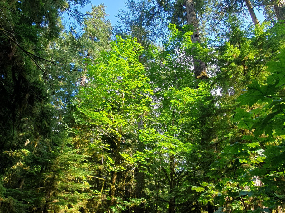 Cathedral Grove-艾伯尼港必去景点