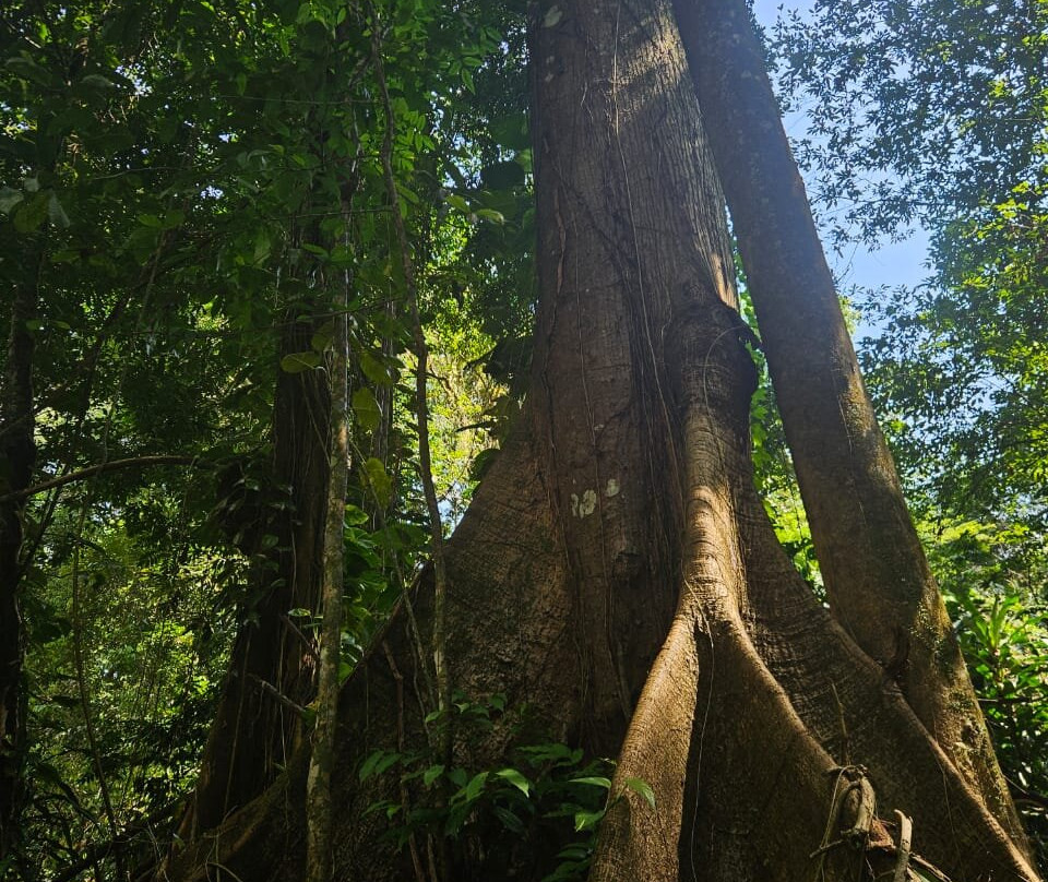 Bosque Rodrigues Alves - Jardim Botanico da Amazonia-贝伦必去景点