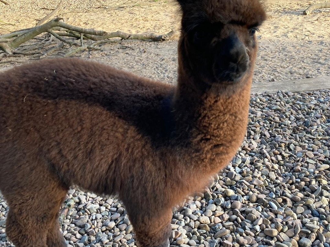 Tierpark Ströhen - Der Entdeckerzoo-Strohen必去景点