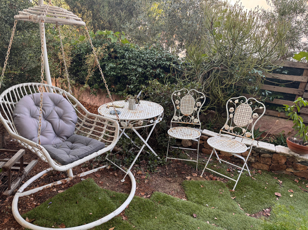 B&B Chorisia (IUN E5436)主图