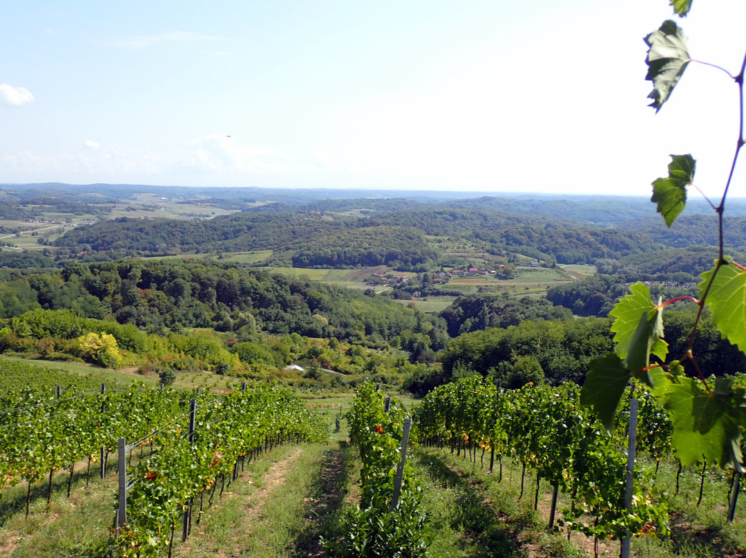 Rooms Bolfan Vinski Vrh主图