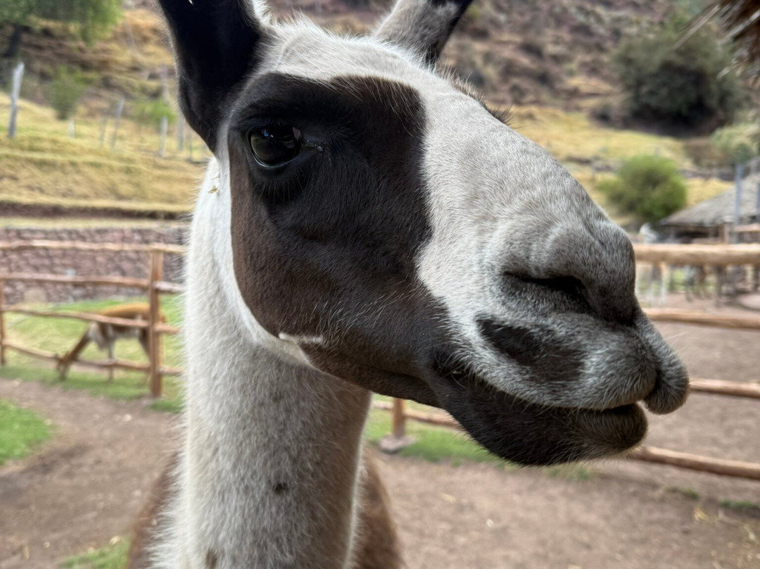 Awana Kancha-库斯科必去景点