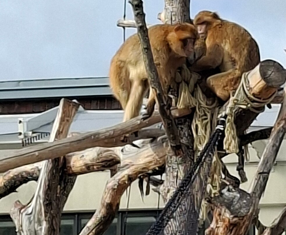 Korkeasaari Zoo-赫尔辛基必去景点