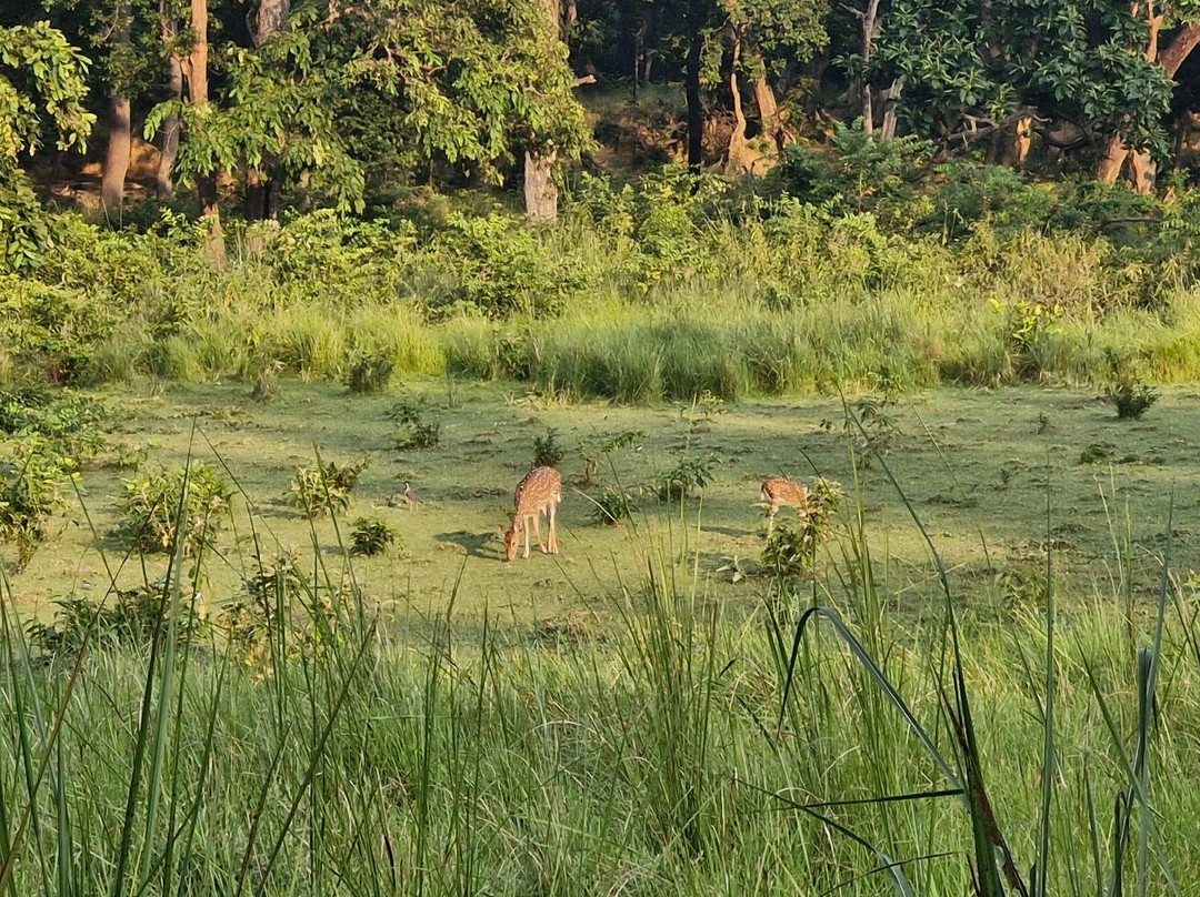 尼泊尔野生动物度假酒店主图