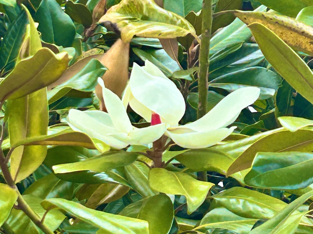 Alii Kula Lavender-库拉必去景点