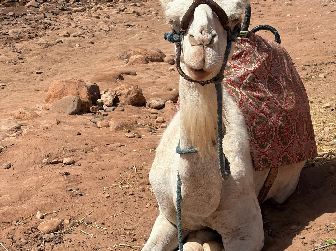 Private Desert Tours-迈哈米德必去景点