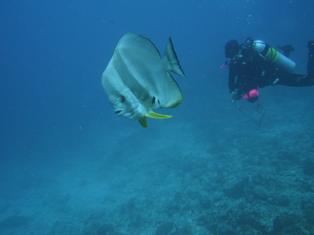 ScubaCaribe-达哈阿鲁环礁必去景点