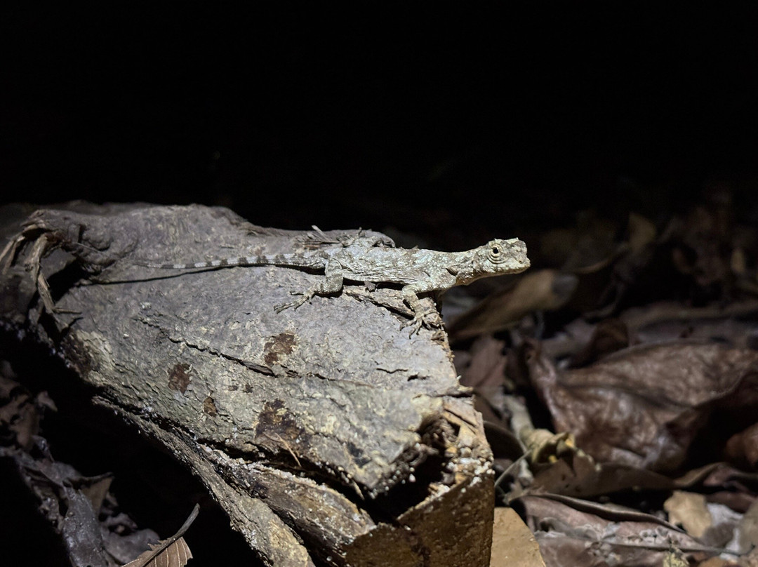Herping Tour Vietnam - Guide Diệp Tùng-Ben Luc必去景点