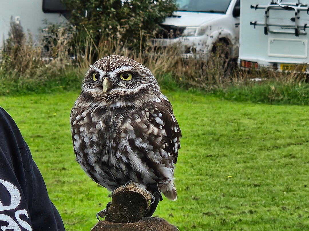 North Somerset Bird of Prey Centre-Congresbury必去景点
