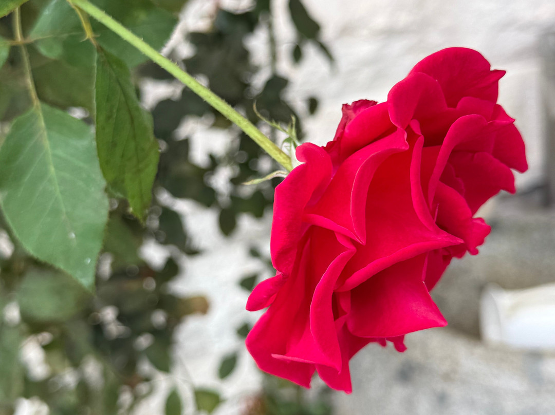 Chabad Boquete-波魁特必去景点