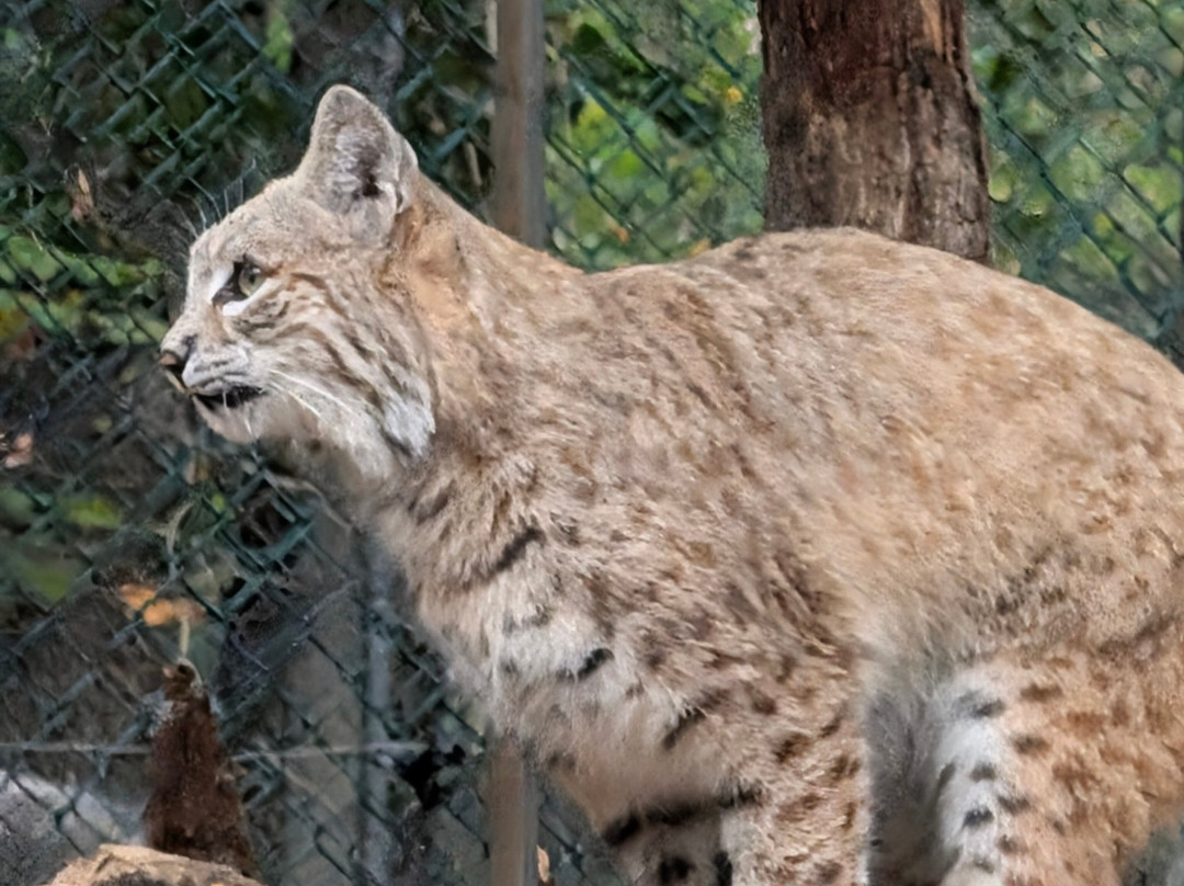Lakota Wolf Preserve-Columbia必去景点