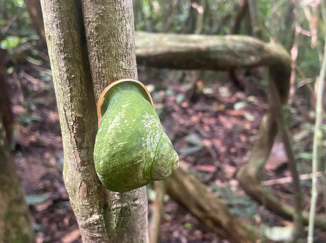 Sinharaja Forest Edge主图