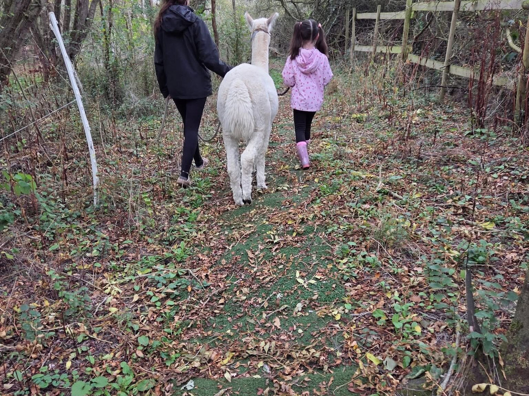 Baddow Hill Alpacas