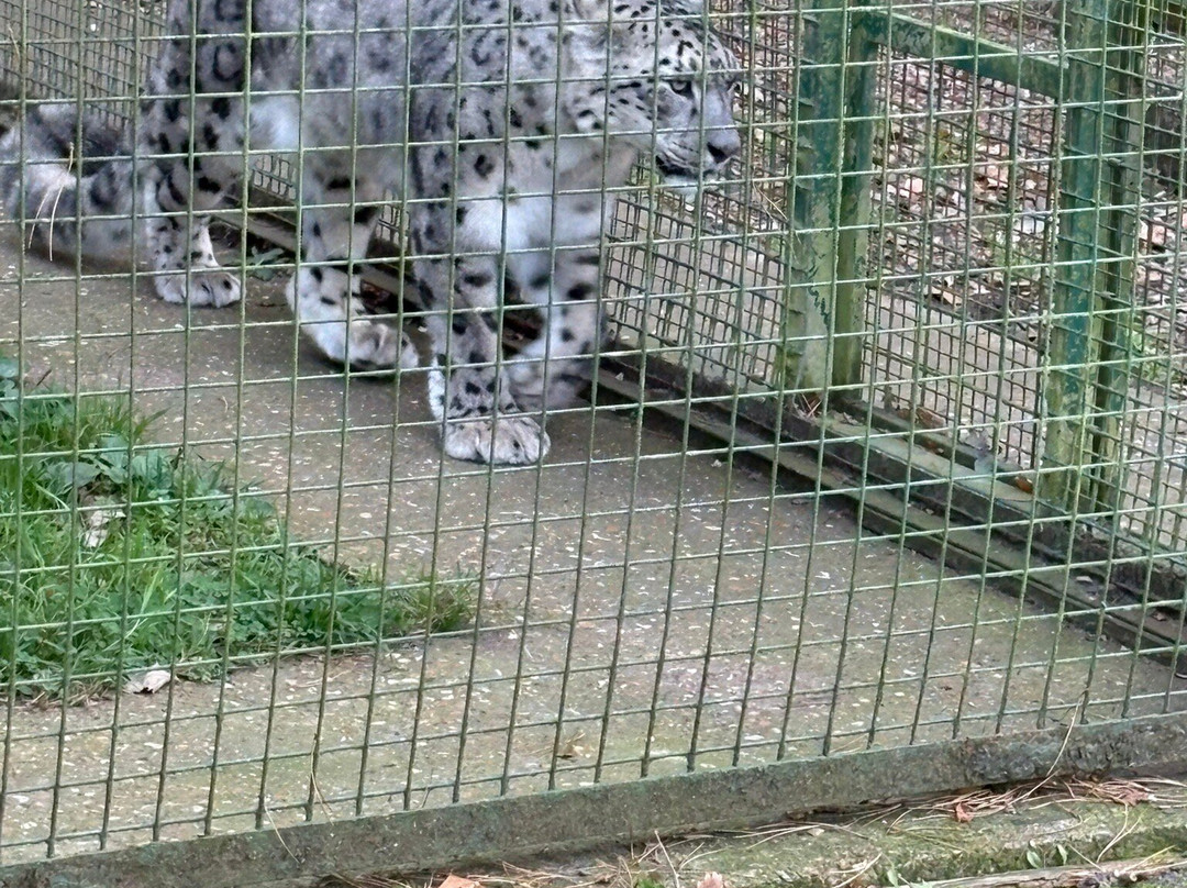 The Big Cat Sanctuary-Smarden必去景点