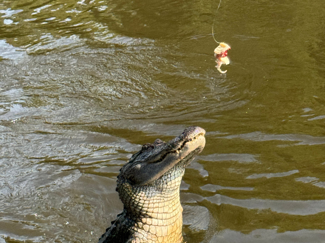 Ragin Cajun Airboat Tours-新奥尔良必去景点