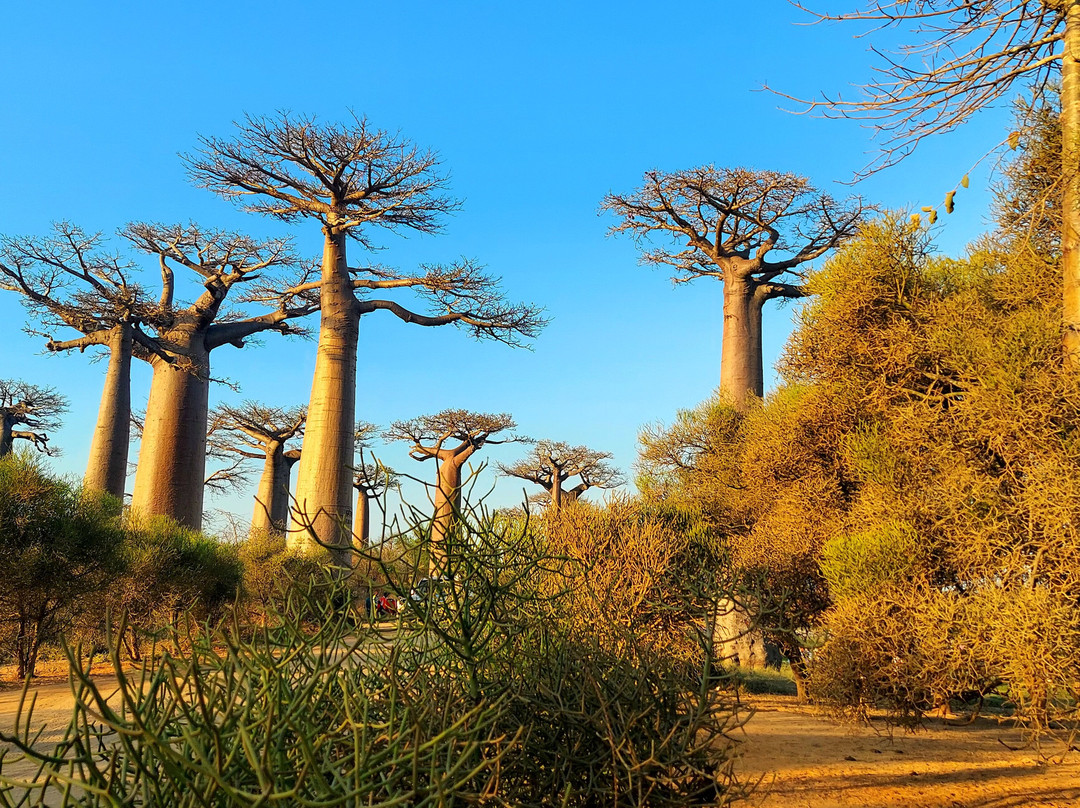 My Madagascar-安塔那那利佛必去景点