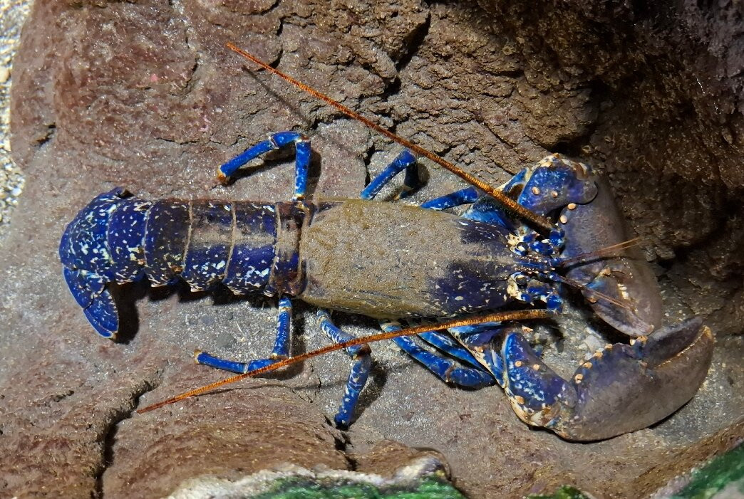 Aquario da Madeira-莫尼什港必去景点