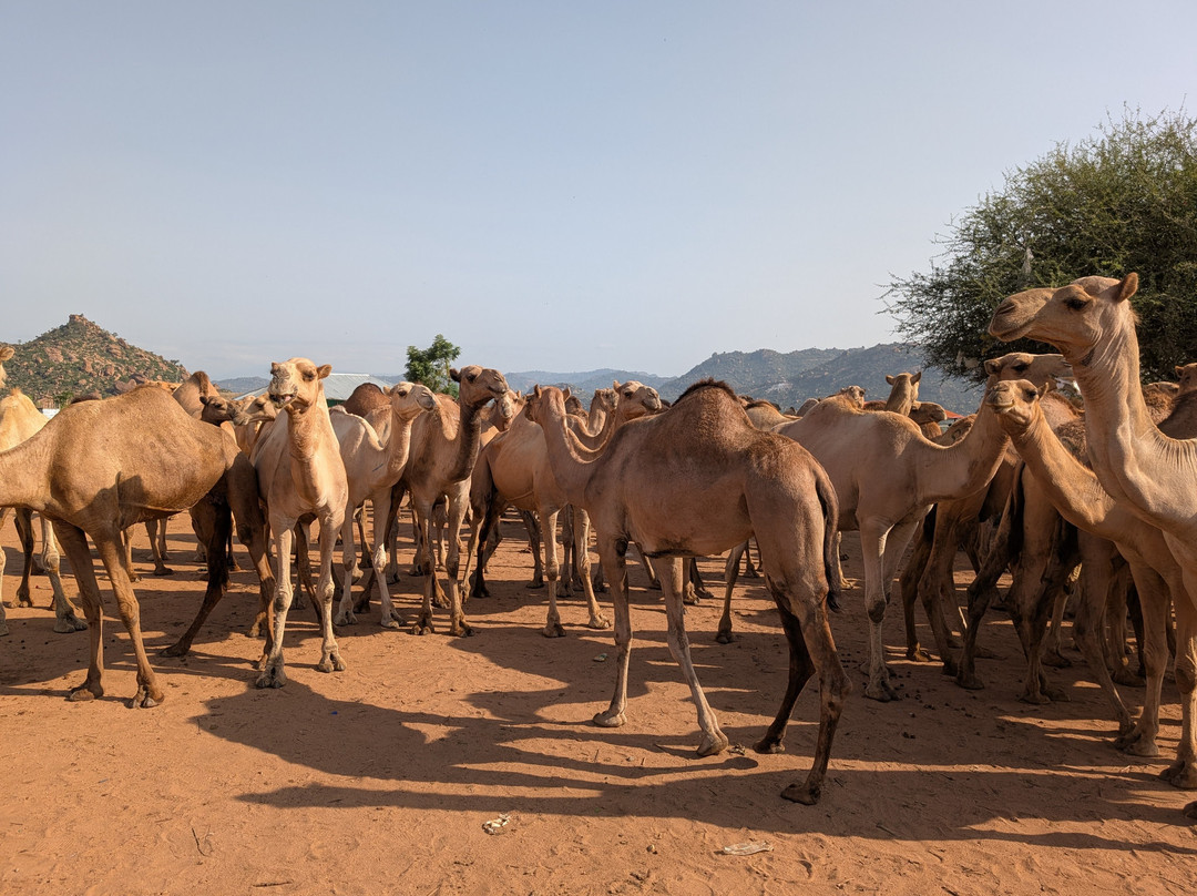 Joel Harar Tours-哈勒尔必去景点