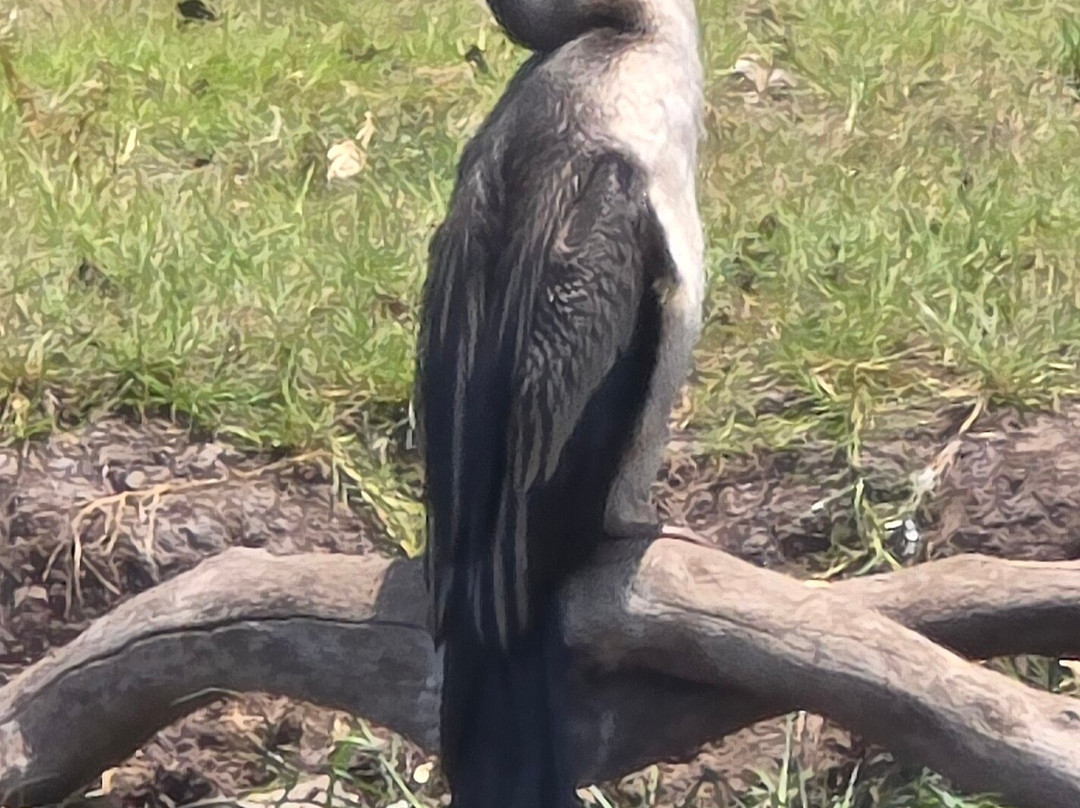 Adelaide River Tours-达尔文市必去景点