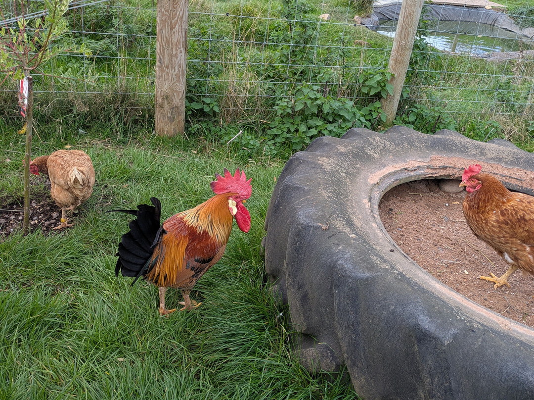 Woodgate Valley Country Park-伯明翰必去景点
