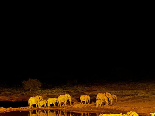 Safari in Kenya con Pantani-瓦塔木必去景点