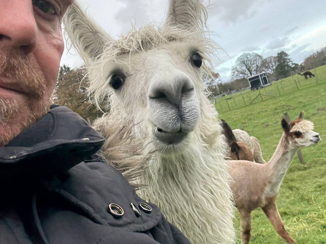 Bardsea Alpacas And Llamas-Bardsea必去景点