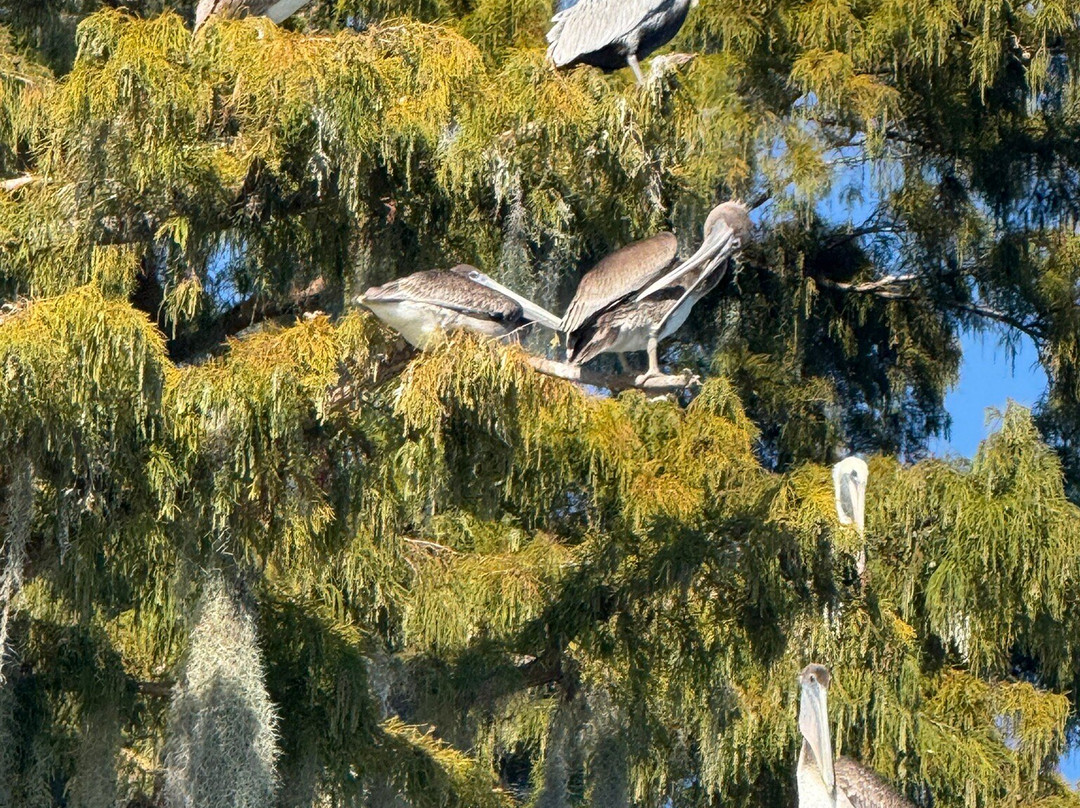 Cajun Man's Swamp Tours & Adventures-Gibson必去景点