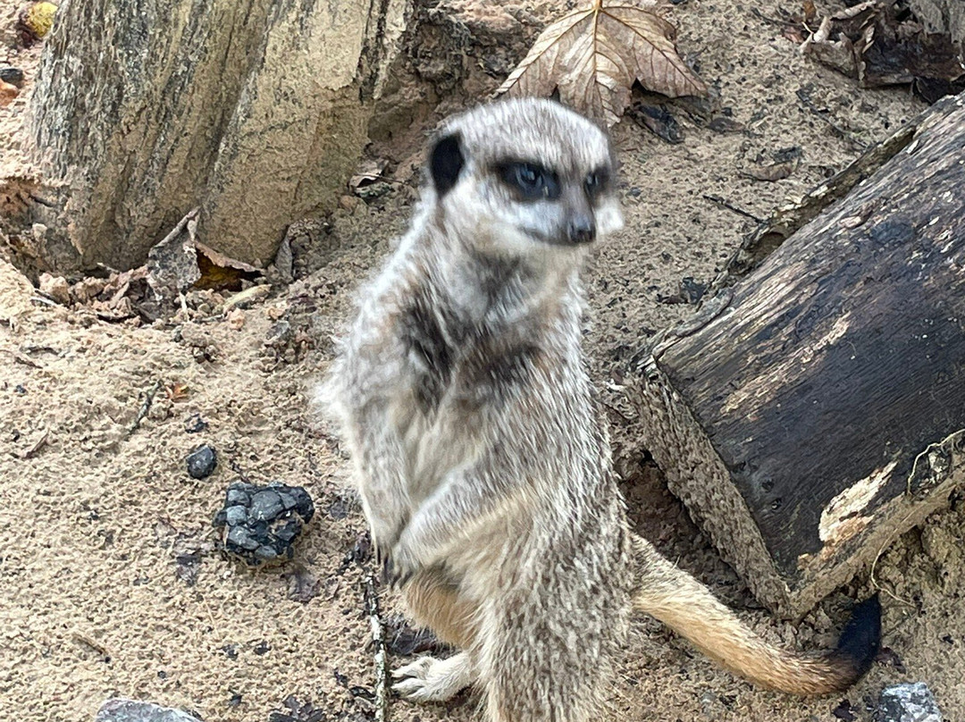 The Meadows Farm-卡菲利必去景点